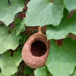 omiyage Jute Bird Nest for birds Medium,Small Birds like Finches&Java Sparrows(1 Nest) Bird House image 4