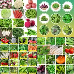 Hybrid vegetable seeds combo biij 234 Seed-image-65
