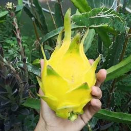 Dragon Tree-image-28