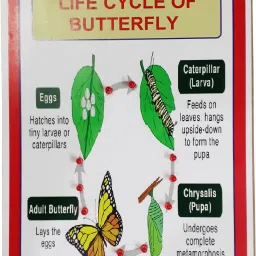 Life Cycle of Butterfly with Lights / Biology Project.-16