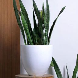 harla arts Echoing Eternity Slim (Large) White Porcelain Floor Planters-picture-44
