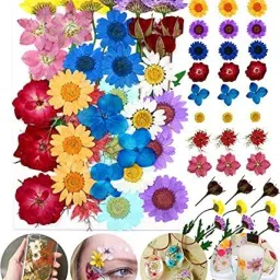 Natural Pressed Assorted Colorful Flowers for DIY Jewelry Molds Art Crafts Multicolor Daisy, Chrysanthemum, Lavender Artificial Flower-image-16