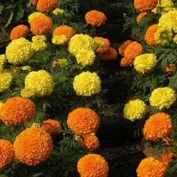 F1 African marigold (genda) annual mix flower seeds Seed-image-52