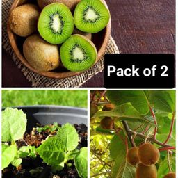 cloud farm Kiwi Plant-picture-20