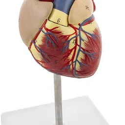 Deluxe Natural Size Human Heart Anatomical Model, 2 Parts, Showing Four Chambers, Valves, and Major Blood Vessels-13