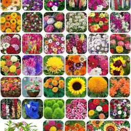 40 Variety Flowers Seeds Combo Pack Bloom Your Garden Seed-19
