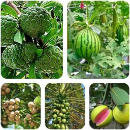 Custard apple Watermelon ,Papaya ,Red Gauva -seeds, Chiku seeds Seed-image-50