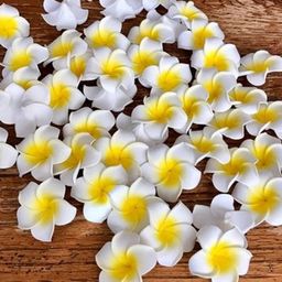 TIED RIBBONS White Yellow Set of 30 Hawaii Plumeria Artificial Floating Flowers-36