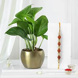 Money Plant N Rudraksha Rakhi Combo-image-98