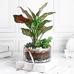 Jade Aglaonema N Haworthia Trio-image-29