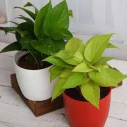 nurserylive Money Elegant Natural Plant-picture-8