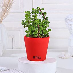 Jade Plant in Red Pot Gift-image-77