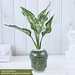 Zen Garden Aglaonema Delight-image-29