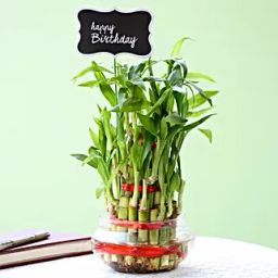 3 Layer Bamboo Plant For Happy Birthday-image-25