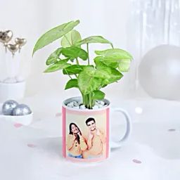 LoveLeaf Syngonium Surprise-image-1