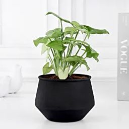 Sunshine Serenity Syngonium-image-45
