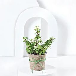 Jute Wrapped Classic Jade Plant Hand Delivery-image-59