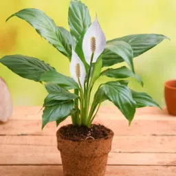 nurserylive Peace Lily Ivah Natural Plant-picture-11