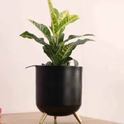 pristine interiors Black Metal Floor Planters Stand-picture-24