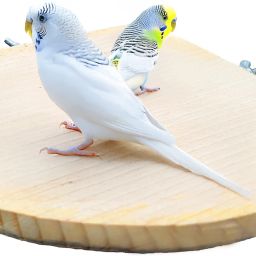 Addy Bird Perch Wooden Perch For Bird-image-73