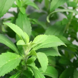 stevia seeds,Stevia Plant Seeds,harbal stevia plant seeds Seed-1