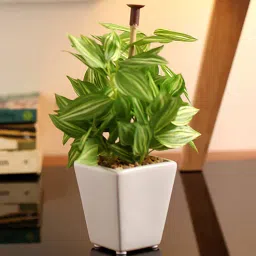 fourwalls Plastic Green Mini Wandering In White Ceramic Pot Artificial Plants-picture-17