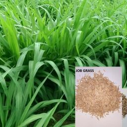 Job Napier grass Seed for cow/Job napier grass Seed for planting Seed-image-14
