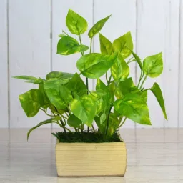 Artificial Money Plant leaves in Pot Artificial Plant with Pot-image-10