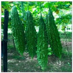 panankilangu 1kg Seed-image-1