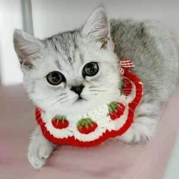 Bandana for Cat-image-86
