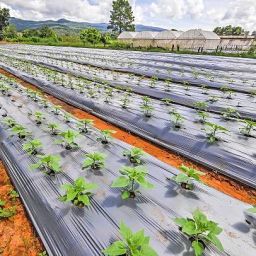 Mulching Sheet 1mx400m 25 Micron Garden Mulch-26