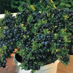 Jamun Plant-17
