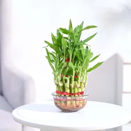 Three Layer Bamboo Plant-20