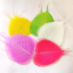 Natural Peepal Skeleton Leaves 3- 4 inch 100 pcs for Home Decor Artificial Plant Multicolor Wild Flower Artificial Flower-image-22