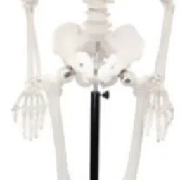Human Skeleton Articulated Fiber Model Without Stand-25