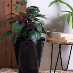 harla arts Love Bite Black Porcelain Floor Planters-picture-0