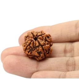 Dine Gems 4 Mukhi Rudraksha Original Certified Real Char Mukhi Rudraksha Brahma Rudraksha Four Faced Rudraksha Chaar Mukhi Rudraksha Nepali 4 Faced Rudraksha Original Rudraksha image 1