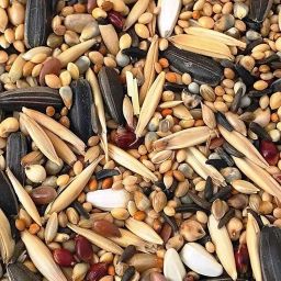 Cockatiel & Love Birds Mix Seeds 950g 0.95 kg Dry Adult, Young Bird Food-picture-14