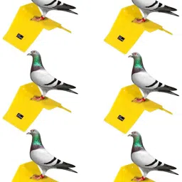 Pigeon Stand (Pack of 10) Premium Quality Caged Bird Feeder-image-6