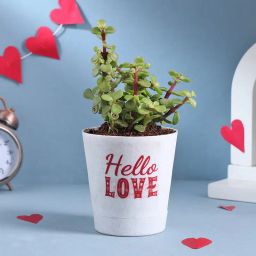 Love Jade Plant Gift-image-85