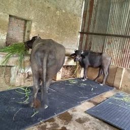 Cow Mat Waterproof Rubber Mat(8*5 Feet) BPA Free For Horse- Cow, Dog, Hamster, Guinea Pig, Miniature Pig Pet Mat-40