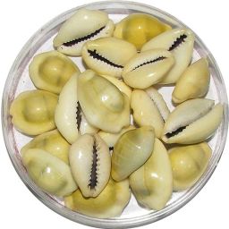 Natural Yellow Kowri,Laxmi Cowrie, Lakshmi Gavvalu, Peeli Kowri,Peeli Kowdi(Pack of 21) Stoneware Yantra-image-37