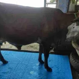 Cow Mat Waterproof Rubber MAT 8*5 FEET BPA FREE For Horse Cow, Dog, Hamster, Guinea Pig, Miniature Pig Pet Mat-36