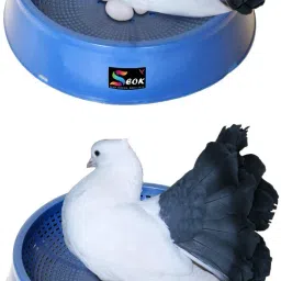 Caged Bird Feeder-image-98