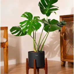 kyari Monstera Deliciosa Plant With 8 Inch Pot - Black-picture-14