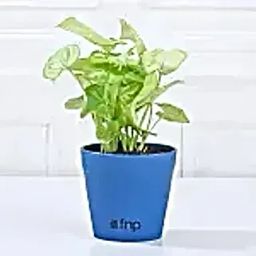 Syngonium Plant and Black Pot-image-41