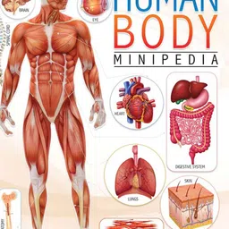 Dreamland Kids Human Body Minipedia Reference Book-36