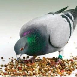 Pigeon Bird Food for All Types of Pigeons 21 Mix Seeds 1 kg Dry Adult Bird Food-image-2