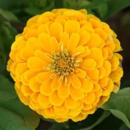 Yellow Zinnia Flower Seed-image-31