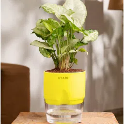 kyari Syngonium Pixie Plant With Self Watering Pot- Yellow-picture-4